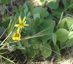 Senecio ruwenzoriensis