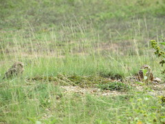 Athene cunicularia tolimae