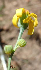 Senecio ruwenzoriensis