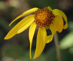 Senecio ruwenzoriensis