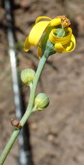 Senecio ruwenzoriensis