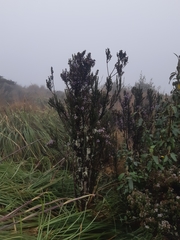 Diplostephium hartwegii