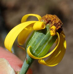 Senecio ruwenzoriensis