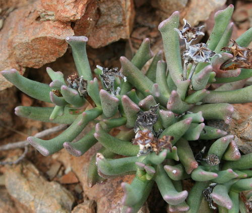 Hereroa gracilis L.Bolus