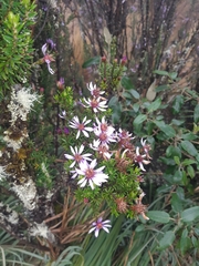 Diplostephium hartwegii