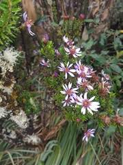 Diplostephium hartwegii