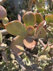 Crassula