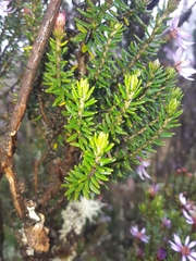 Diplostephium hartwegii