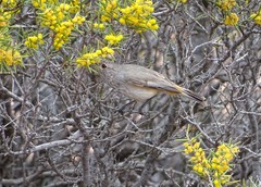 Acanthiza apicalis apicalis