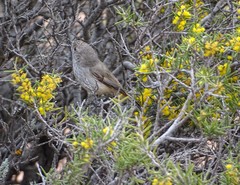 Acanthiza apicalis apicalis