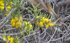 Acanthiza apicalis apicalis