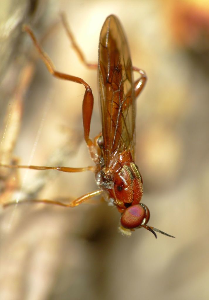 Benhamyia