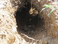 Athene cunicularia tolimae