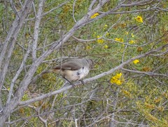 Acanthiza apicalis apicalis