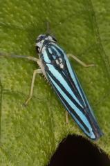 Poecilocarda cosmopolita