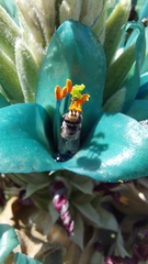 Austroscaeva melanostoma