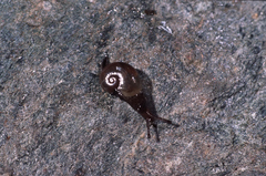 Phenacolimax stabilei