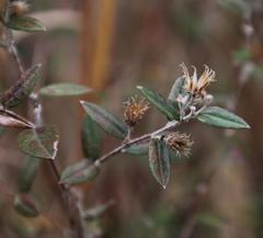 Athrixia phylicoides