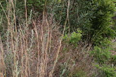 Athrixia phylicoides