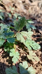 Cristaria dissecta