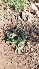 Cristaria dissecta