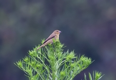 Sporophila nigricollis