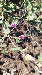 Sphaeralcea obtusiloba