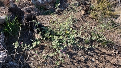 Sphaeralcea obtusiloba