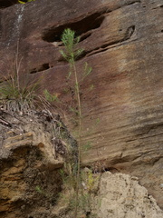 Cassinia laevis