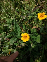 Tridax trilobata