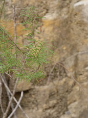 Cassinia laevis