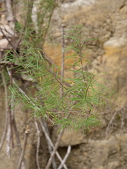 Cassinia laevis