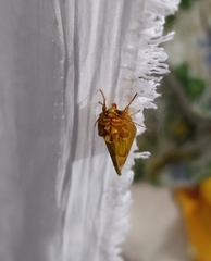 Cirrhophanus triangulifer