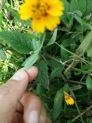 Tridax trilobata