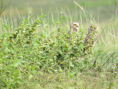 Athene cunicularia tolimae