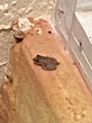 Eleutherodactylus planirostris