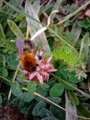 Bombus pascuorum