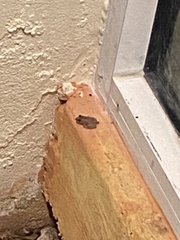 Eleutherodactylus planirostris