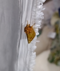 Cirrhophanus triangulifer