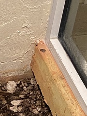 Eleutherodactylus planirostris