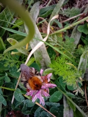 Bombus pascuorum