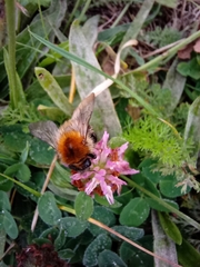 Bombus pascuorum