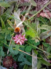 Bombus pascuorum