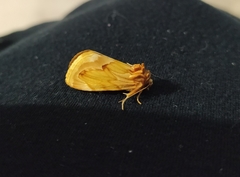 Cirrhophanus triangulifer