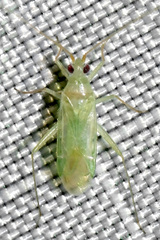 Blepharidopterus provancheri