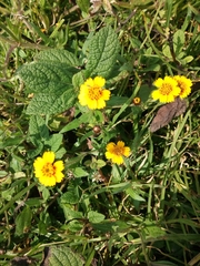 Tridax trilobata