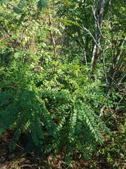 Alvaradoa amorphoides