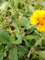 Tridax trilobata