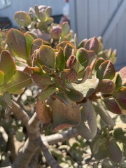 Crassula