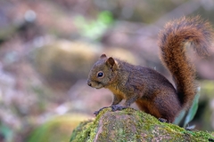 Microsciurus flaviventer